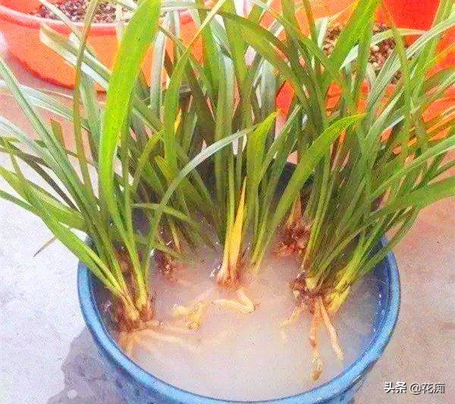 兰花烂根养殖方法和技巧,烂根的兰花重新上盆如何浇水