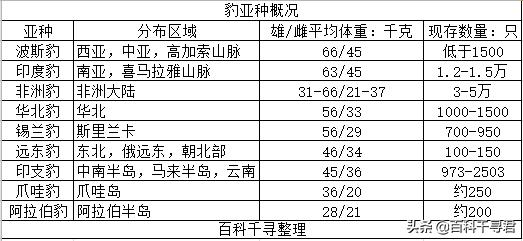 美洲豹是最强大的猫科,最凶猛的猫科动物美洲豹