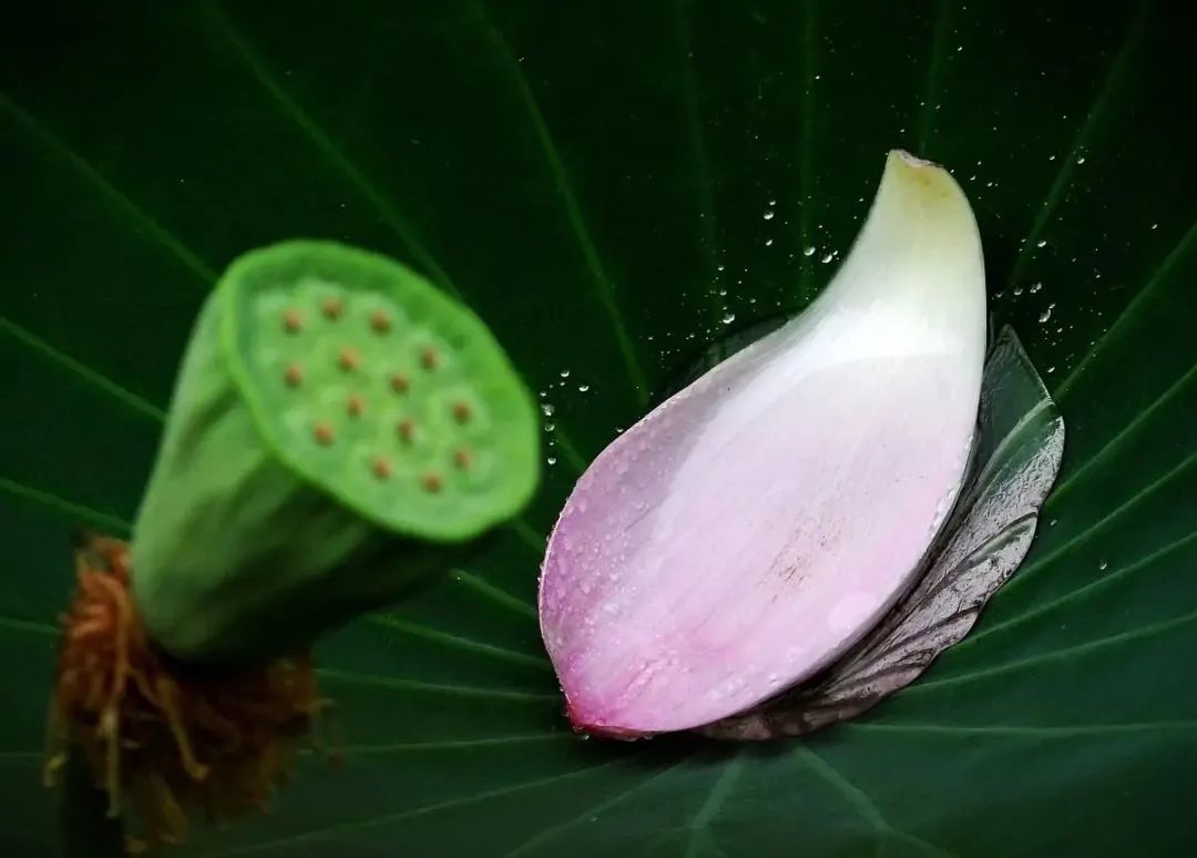 二十四节气课程立秋,二十四节气课程实施方案