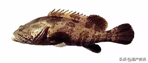 科普海洋鱼类知识儿童,海洋鱼类科普大全图解