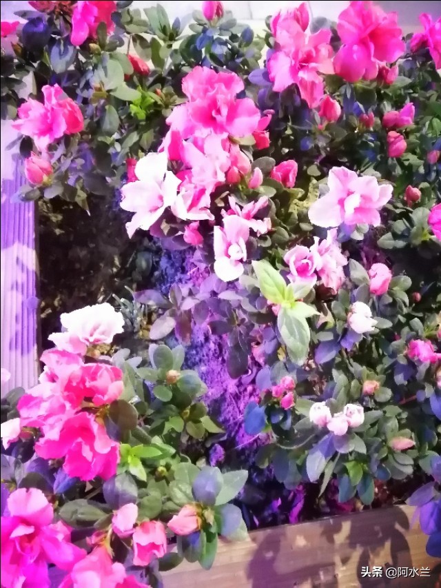 爱情要顺其自然，要像对待友情一样，不强求不纠缠，润物细无声