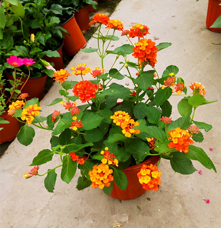 这些花“好看又好养”，不怕高温不怕晒，适合新手夏天养