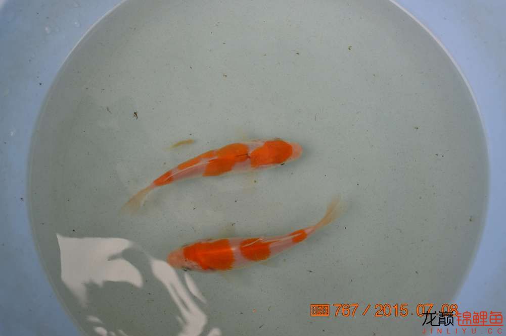 锦鲤苗成长,日本锦鲤水花苗成长