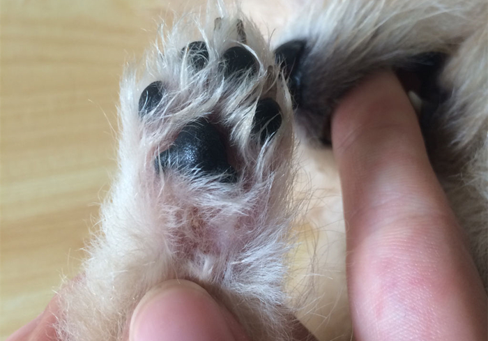 狗狗趾间发炎,狗狗真菌感染皮肤发炎了怎么办