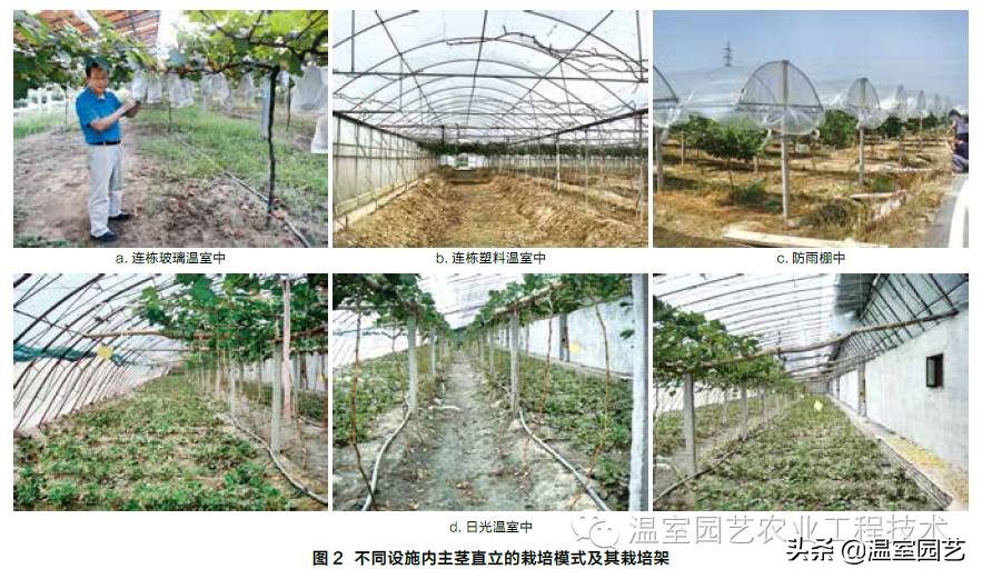 温室葡萄架式管理,温室葡萄水平架栽培管理