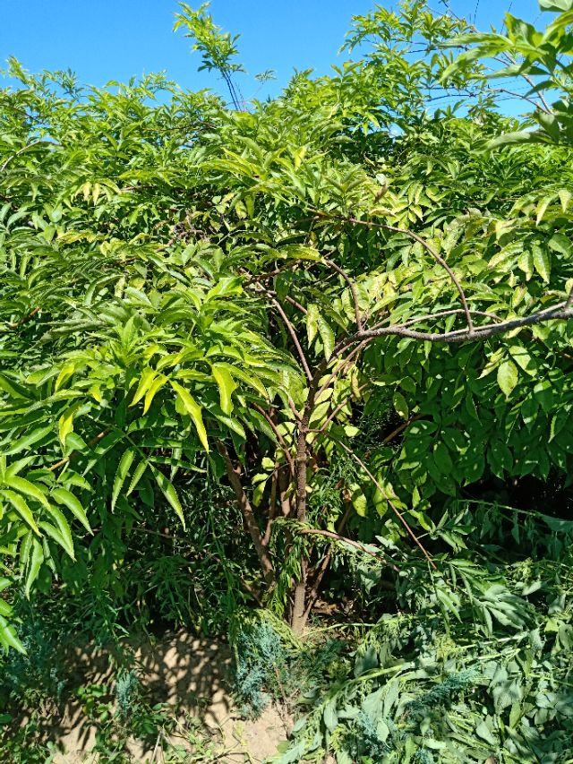 代购代销各种苗木花卉,代销苗木挂账