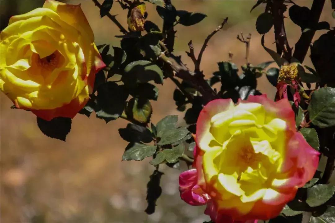 凉山州哪里可以赏花,西昌赏花攻略