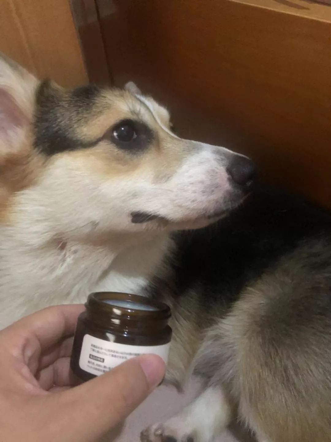 狗狗脚防烫伤,天气热狗狗脚烫伤怎么办