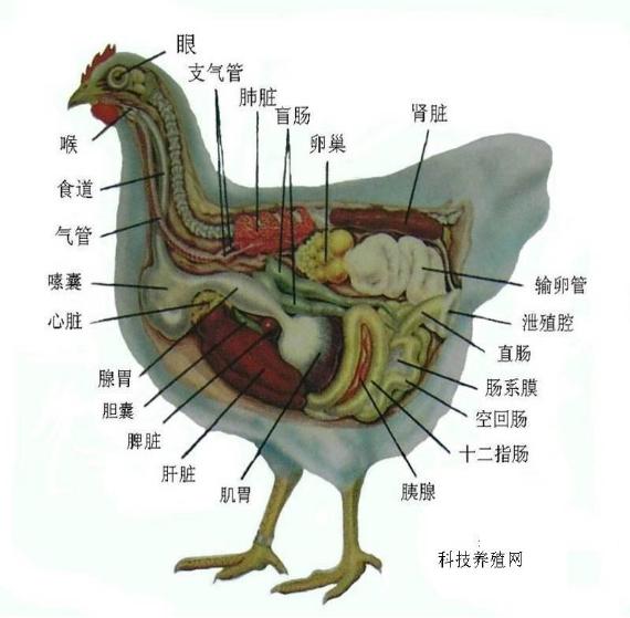 「技术」手把手教你解剖鸡确诊鸡病，超详细解剖步骤