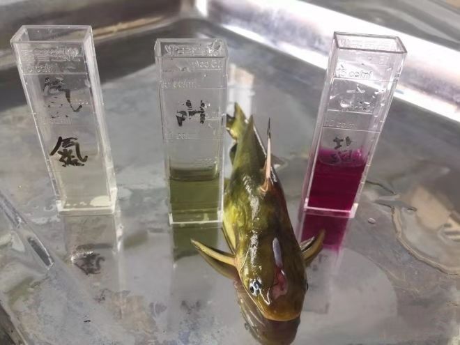 黄颡鱼裂头病,黄颡鱼烂身病的治疗方法