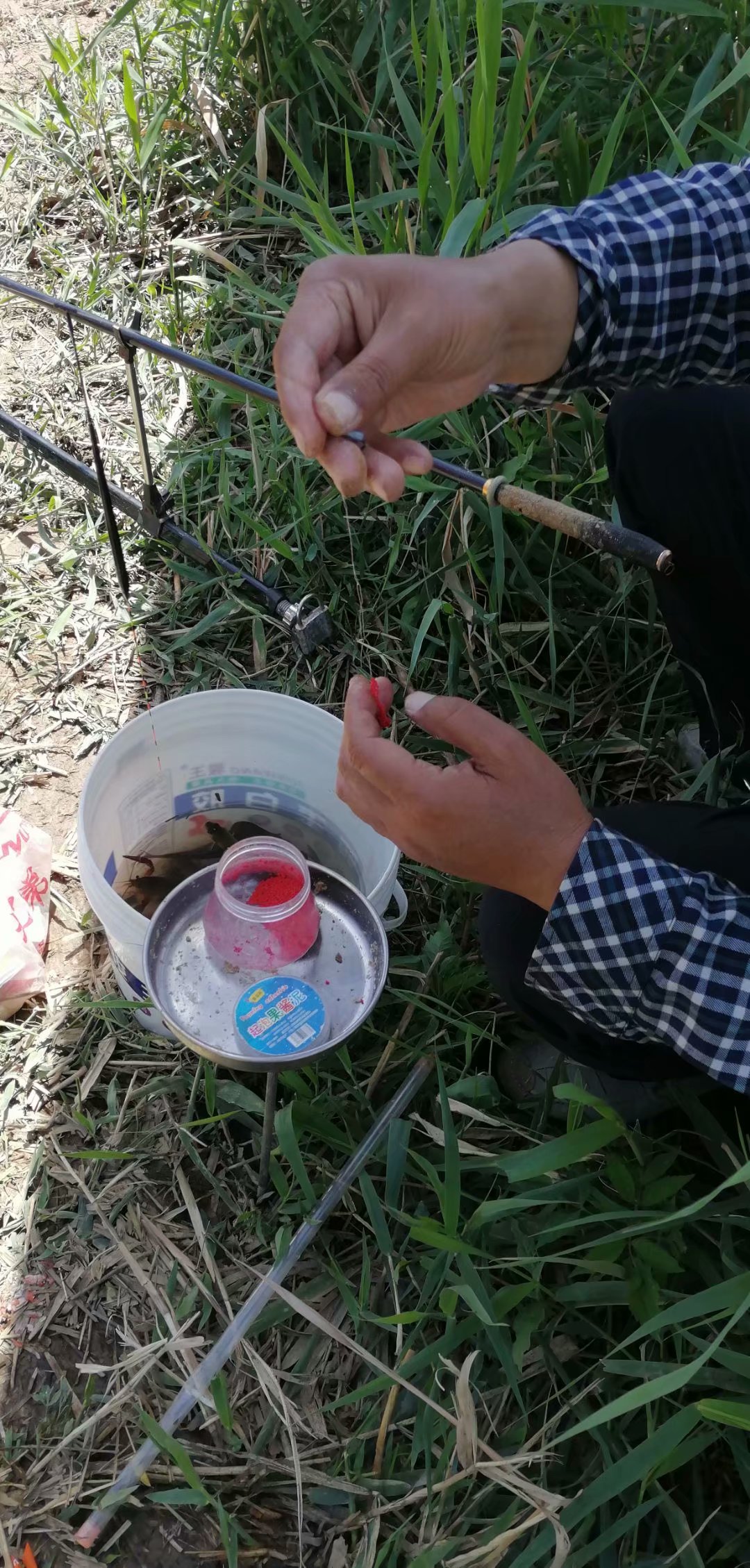 鲤鲫混养塘用什么饵料钓最好,小奶鲫特别多怎么钓