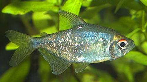 灯鱼草缸造景教程,草缸造景养什么鱼