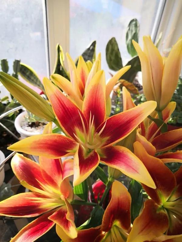 花卉市场晚上营业,今天的花卉市场