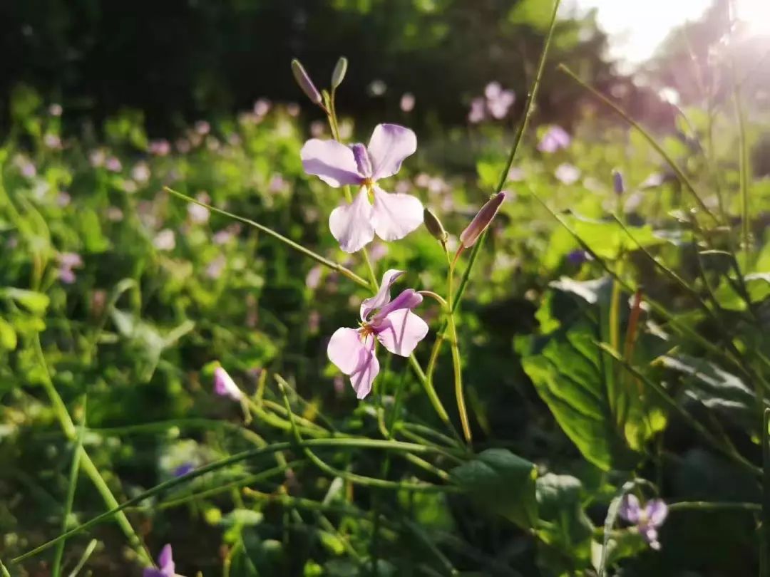 东营微文化完整版,东营微文化图片大全