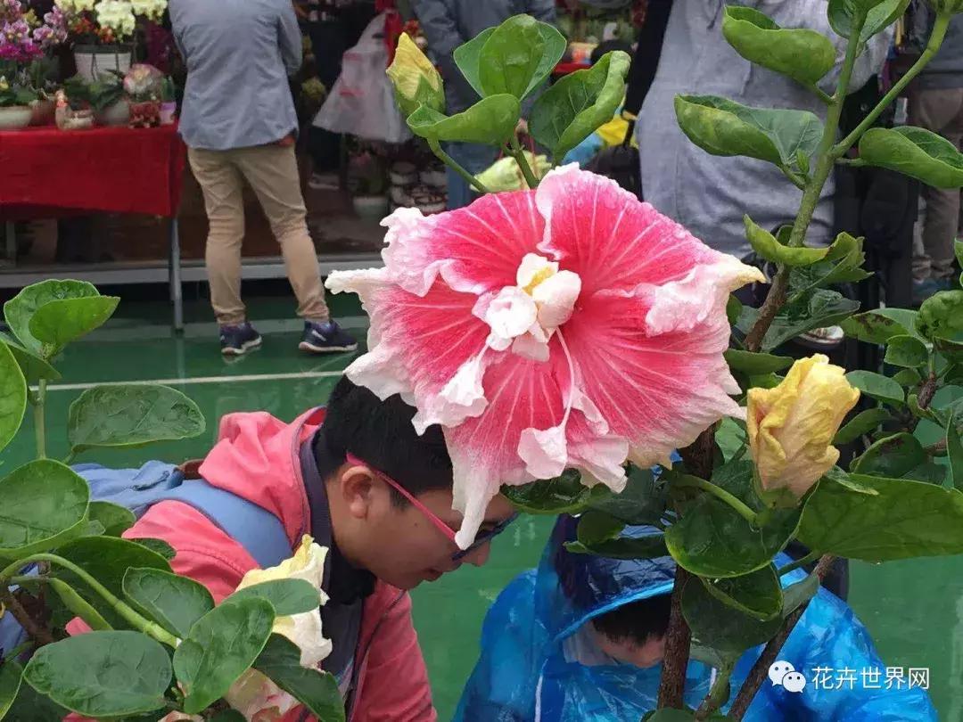 香港花卉艺术展,共赴盛会活动