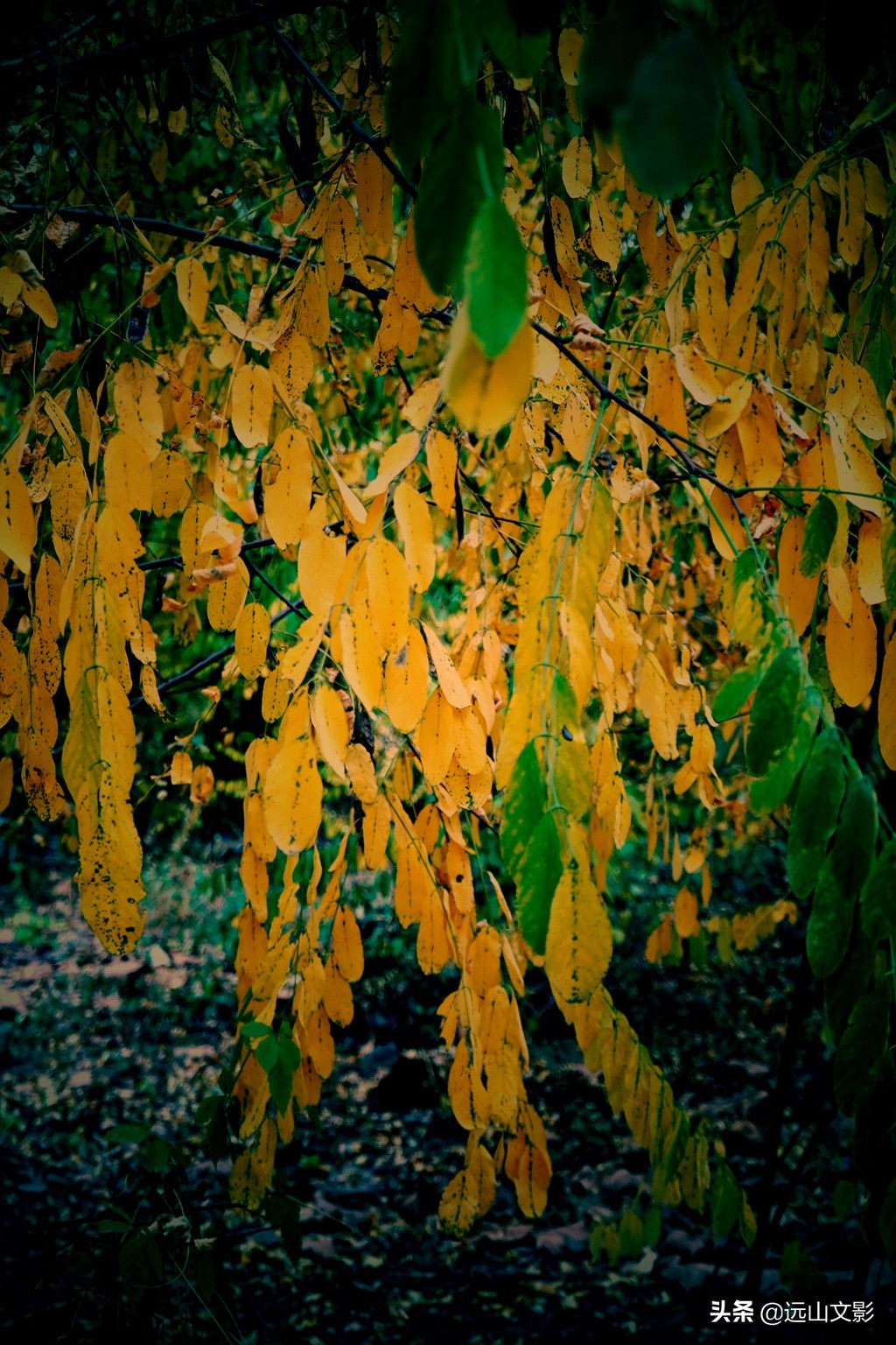 索尼黑卡二怎么拍,索尼黑卡2大光圈拍视频