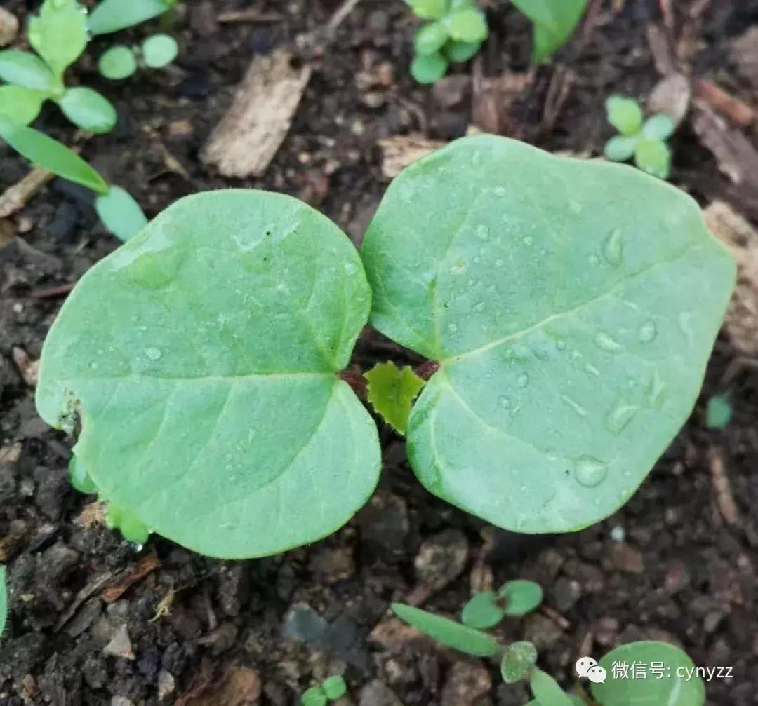 药食同源金花葵,金花葵是药食同源食品吗