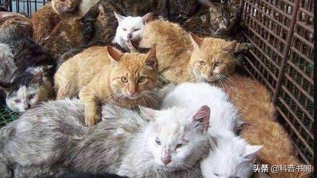 越南人为什么吃猫会如此上瘾,越南人为什么要吃那么多猫