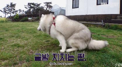 二哈减肥,为什么二哈会变瘦