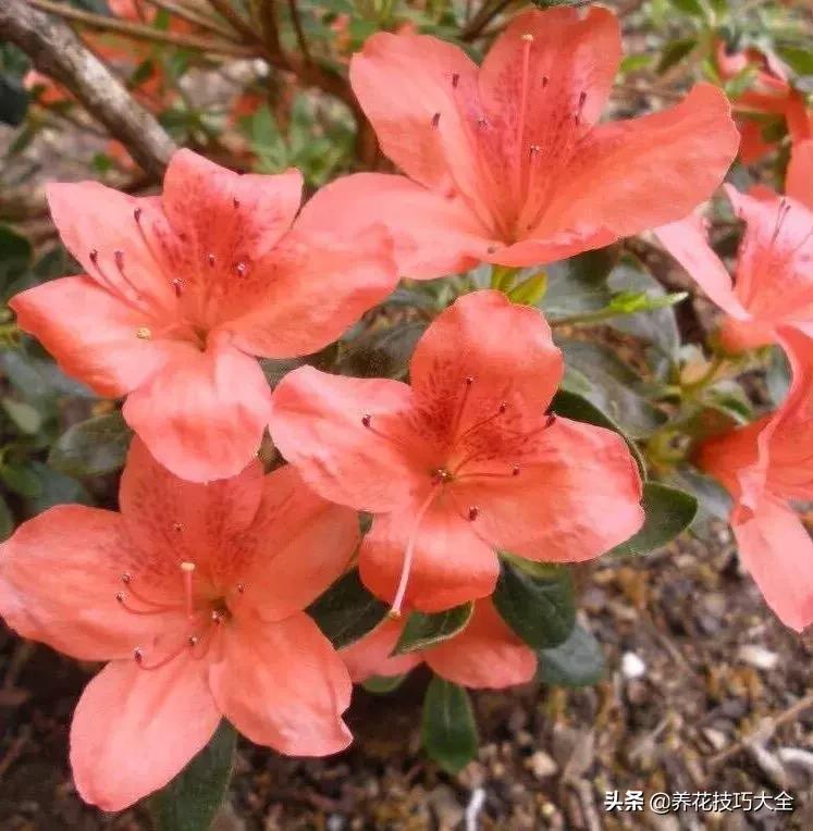 花卉繁殖有哪些常用方法,常见花卉的主要繁殖方法
