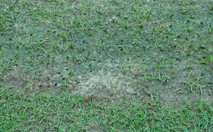 梦想是世界第六联赛现实是“菜地”中超球场运营亟待放权