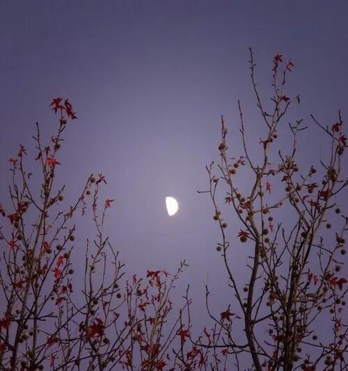 “月亮不睡我不睡，我是人间小宝贝”——你家有这样的孩子么？