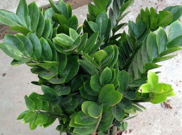 养金钱树小苗怎么施肥,养金钱树防烂根黄叶