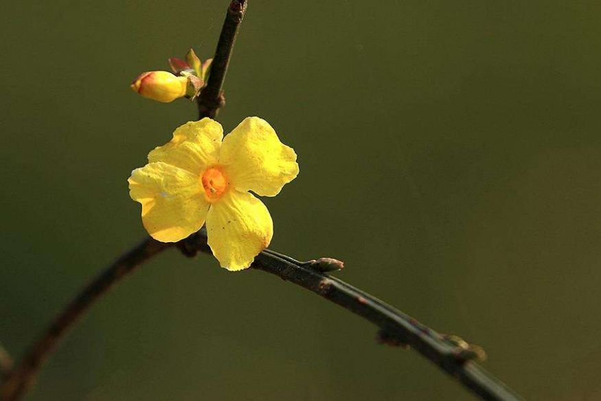 迎春花开的原创诗词,迎春花开诗词大全