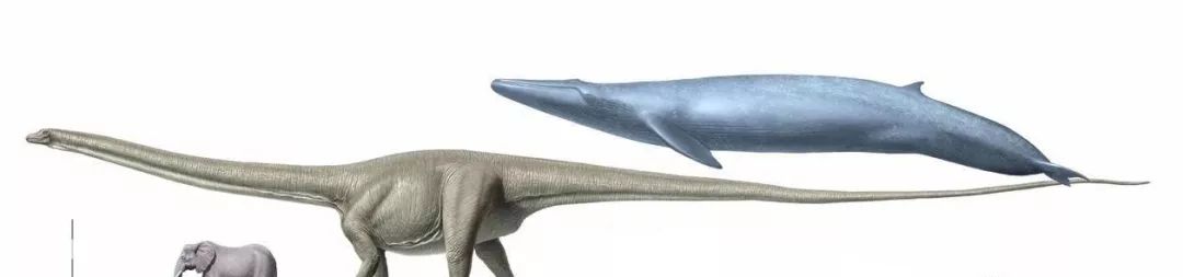 蓝鲸是有史以来最大的动物吗,蓝鲸是世界上最大的动物