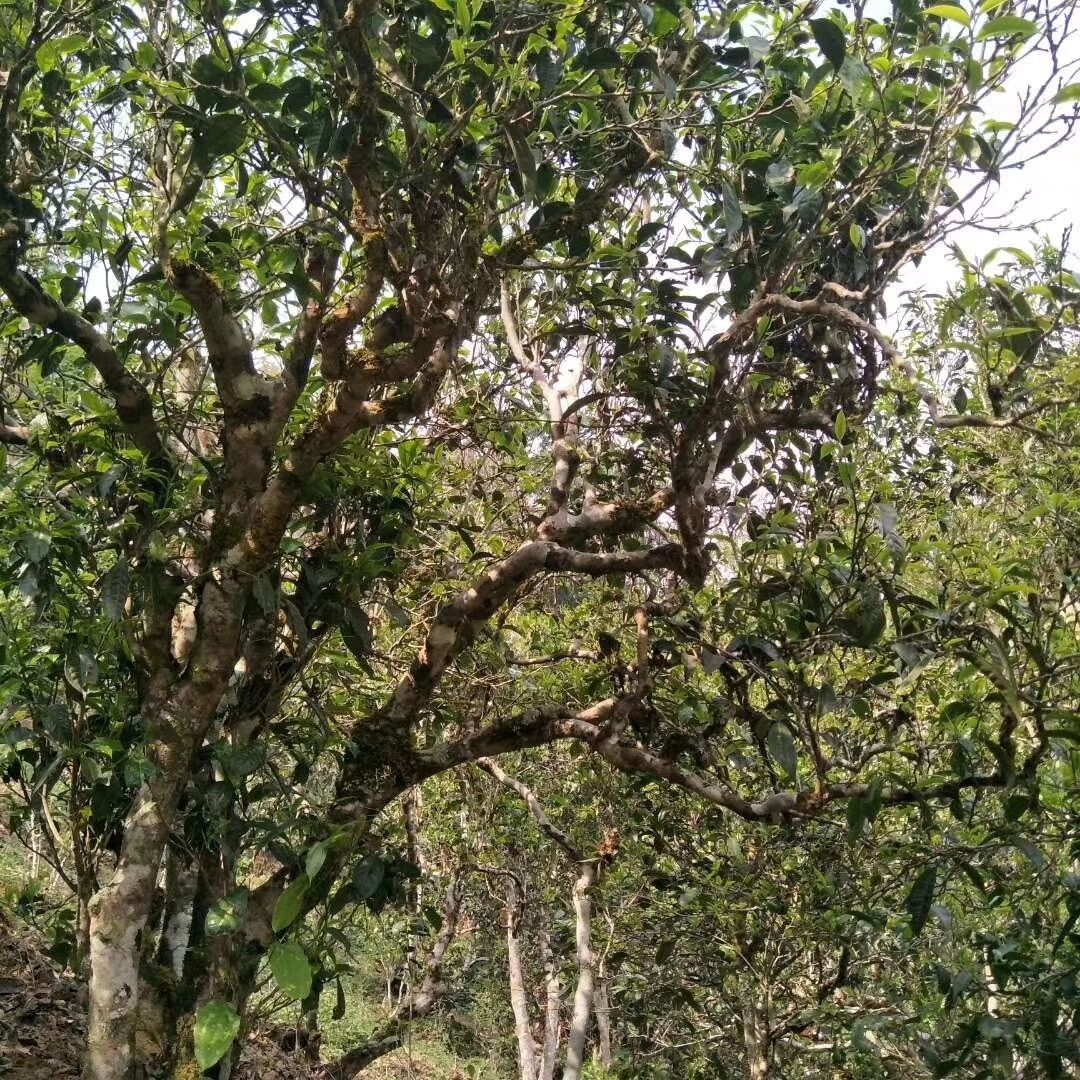 云南普洱茶区六大茶区,普洱茶茶区详细分布图