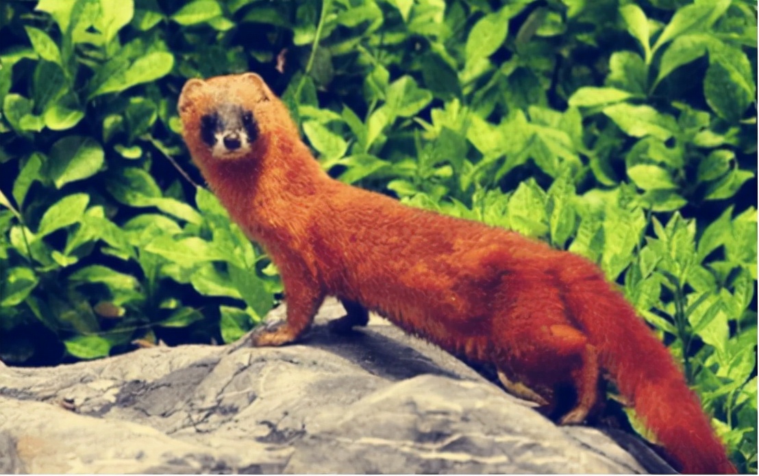 江苏捕杀黄鼠狼案件原视频,俩男子5天非法猎杀24只黄鼠狼