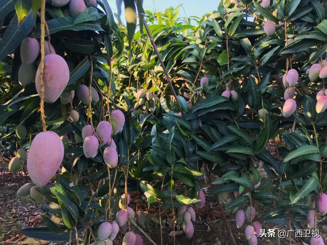 为家乡带货的县长,区长为农产品带货直播