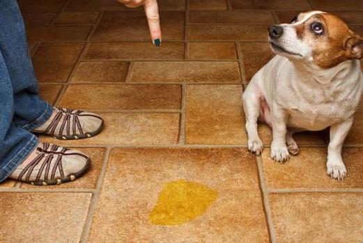 狗狗要喝什么水,狗狗每天喝几次水最好