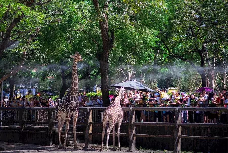 街拍夏日里小姐姐就是任性,夏日任性天气