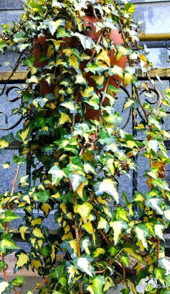 适合室内养的不见阳光的垂吊花,适合阳台种的垂吊花一年四季开花