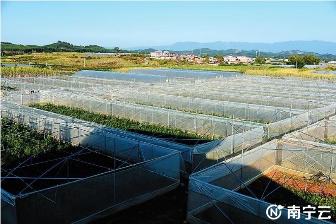 广西武鸣乡村振兴示范村,武鸣沃柑助力乡村振兴