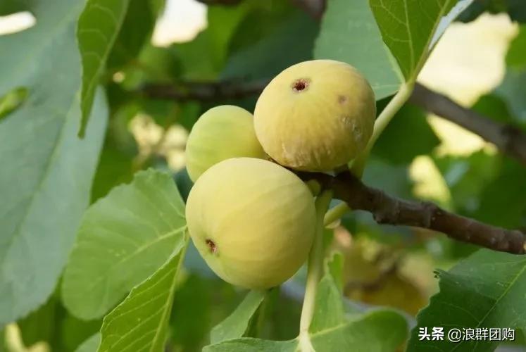 好吃无花果品种,丰产好吃的无花果推荐