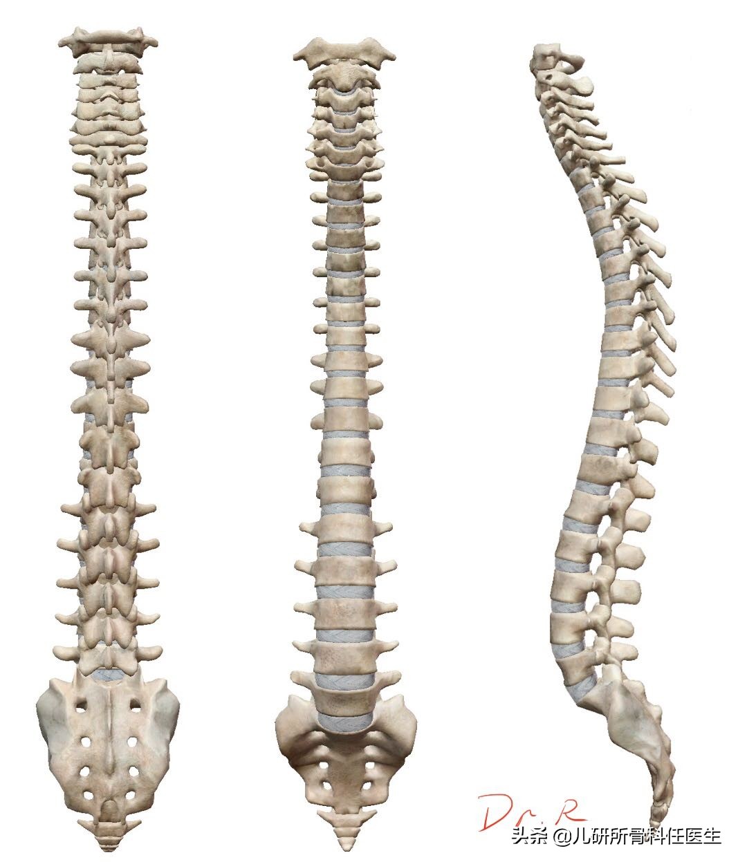 孩子体虚引起的含胸驼背怎么矫正,男孩含胸驼背如何自我矫正视频