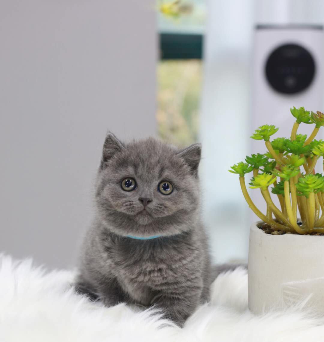 世界上的三大蓝猫品种,世界上体型最大的蓝猫