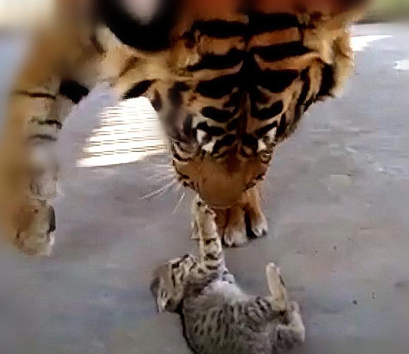 为激发老虎野性饲养员喂活牛,饲养员想激发小老虎