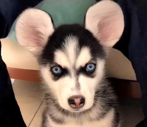 哈士奇破坏力很大吗,哈士奇的破坏力有多大