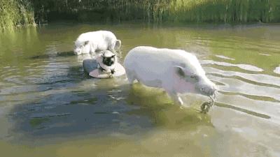 猫咪可以吃猪肉猫粮吗,养猫的你要知道猫咪不能只吃干粮