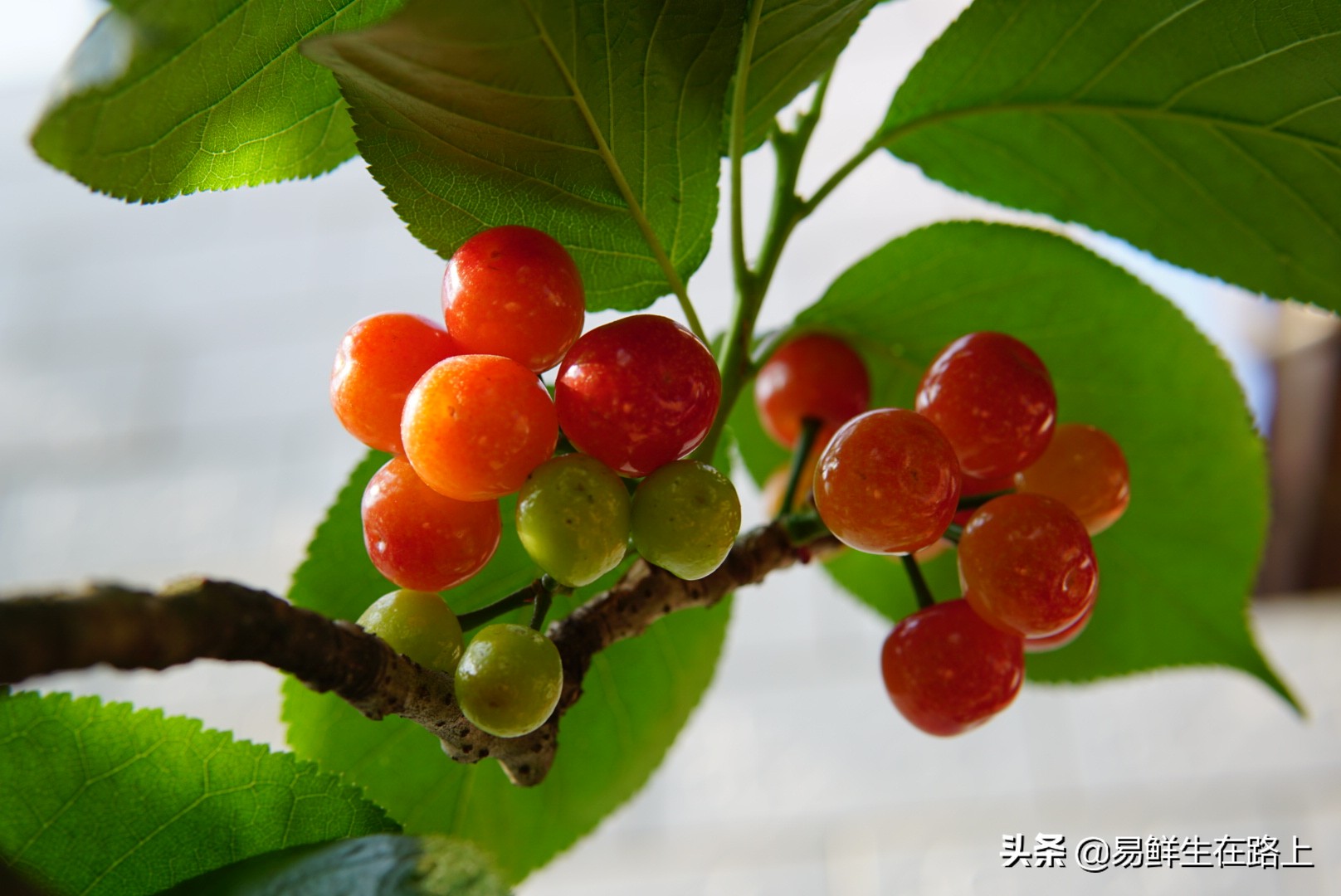 五月份去哪里摘樱桃最好,4月樱桃成熟