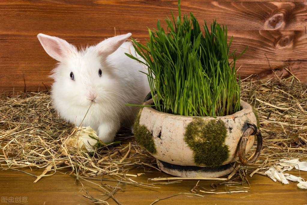 鍏斿瓙渚夸究鎬庝箞澶勭悊,鍏斿瓙渚夸究涓婃湁榛忔恫