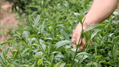 人生如茶少年时,请简要阐述茶圣陆羽的人生经历