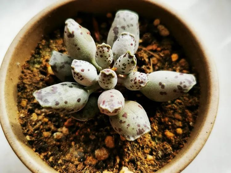 多肉砍头的怎么养,多肉怎么砍头才能爆发