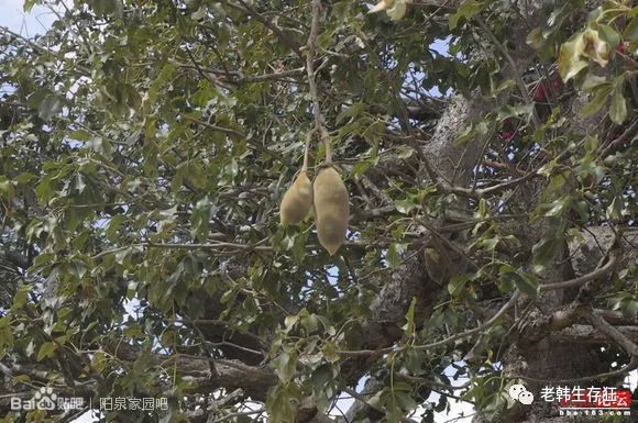 沙漠求生取水技巧,生存狂逃生技巧