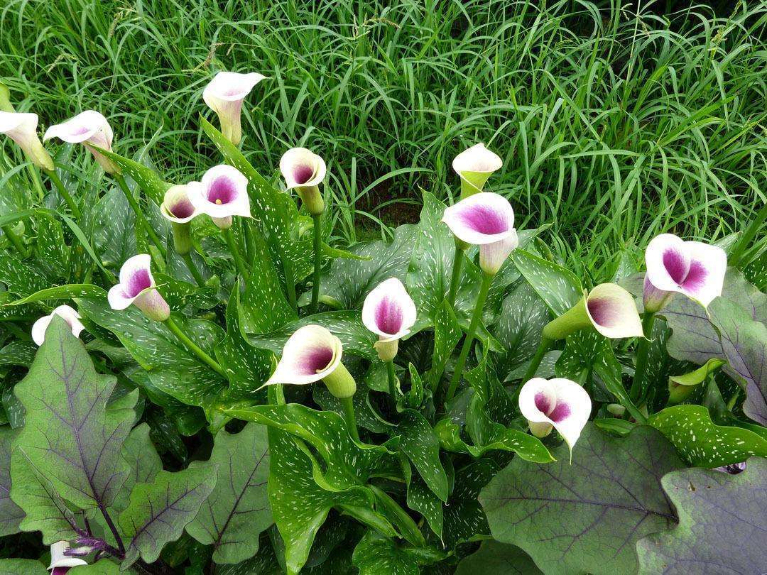 叶子像马蹄的植物马蹄莲,马蹄莲花开完花后怎么养