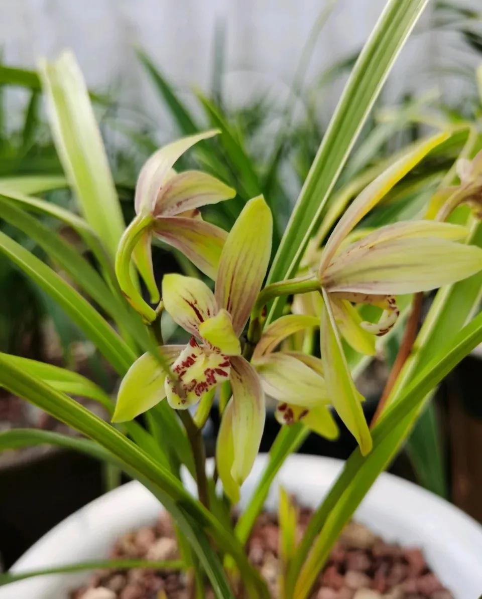 十大值得养的兰花有哪些,适合家庭养的兰花品种大全图