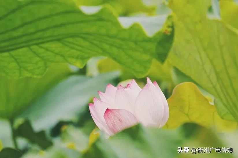 赏荷地图最新版,衢州赏荷